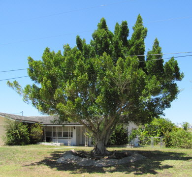 ficus-microcarpa-ficus-nitida-indian-cuban-laurel