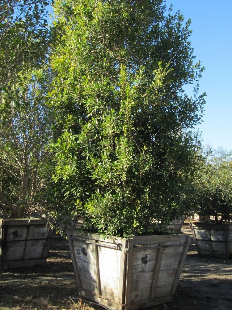 ficus-microcarpa-ficus-nitida-indian-cuban-laurel