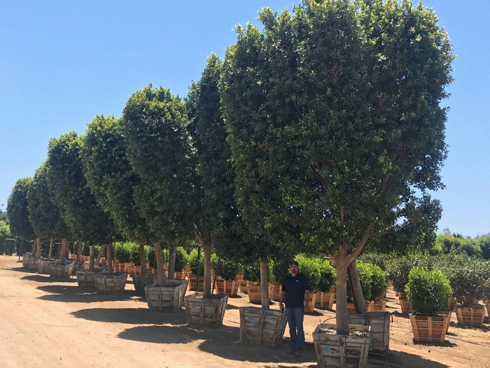 ficus-microcarpa-ficus-nitida-indian-cuban-laurel