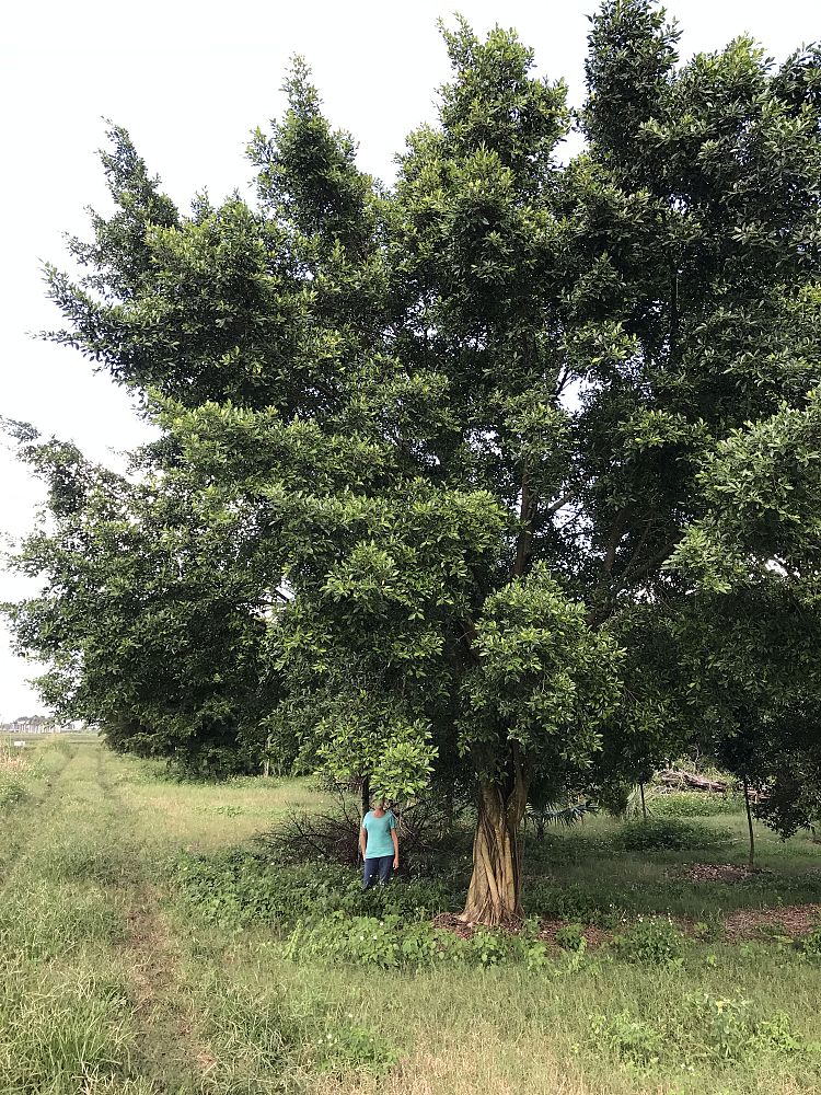 ficus-microcarpa-ficus-nitida-indian-cuban-laurel