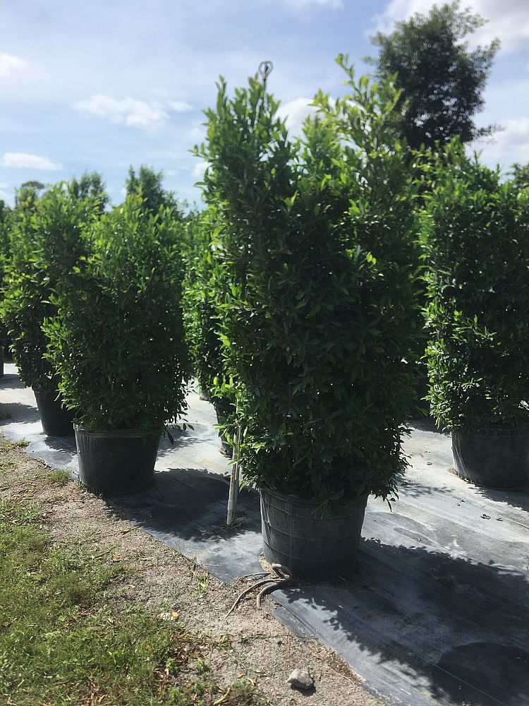 ficus-microcarpa-ficus-nitida-indian-cuban-laurel