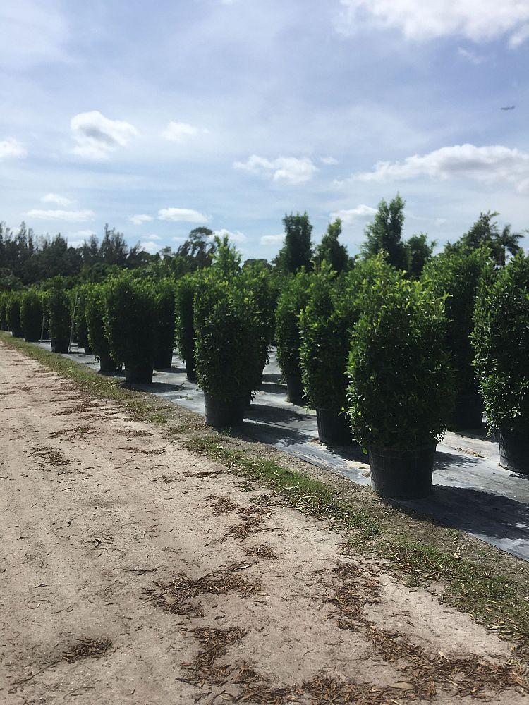 ficus-microcarpa-ficus-nitida-indian-cuban-laurel