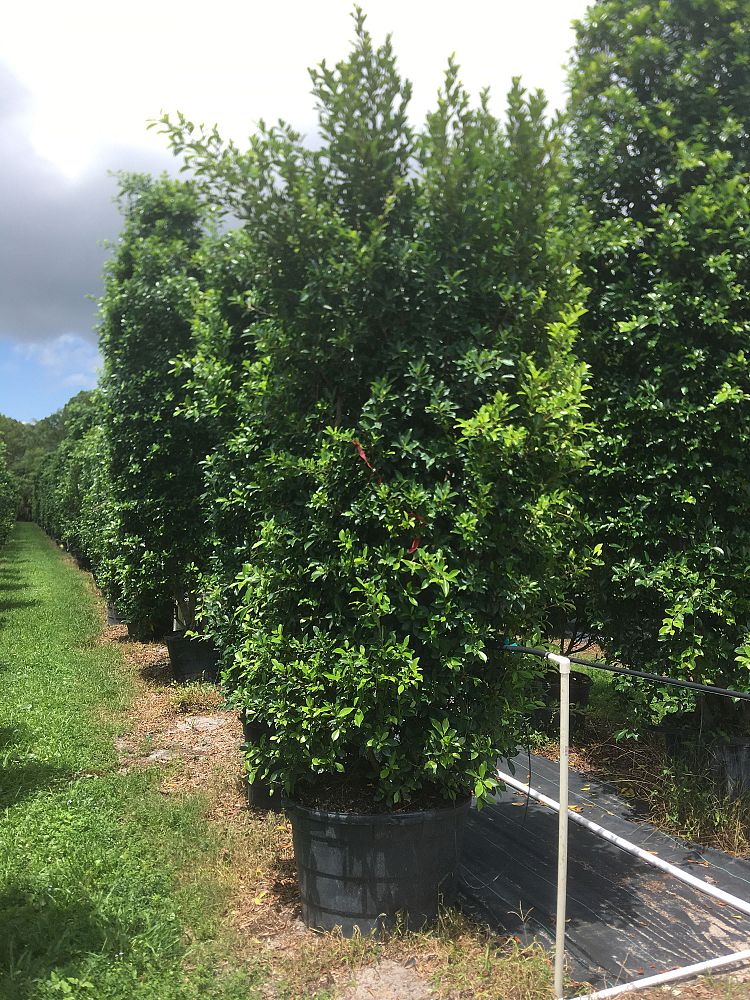 ficus-microcarpa-ficus-nitida-indian-cuban-laurel