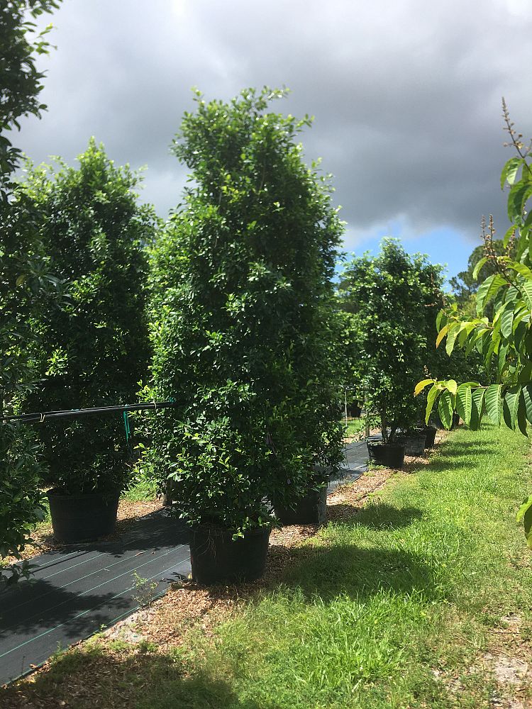 ficus-microcarpa-ficus-nitida-indian-cuban-laurel