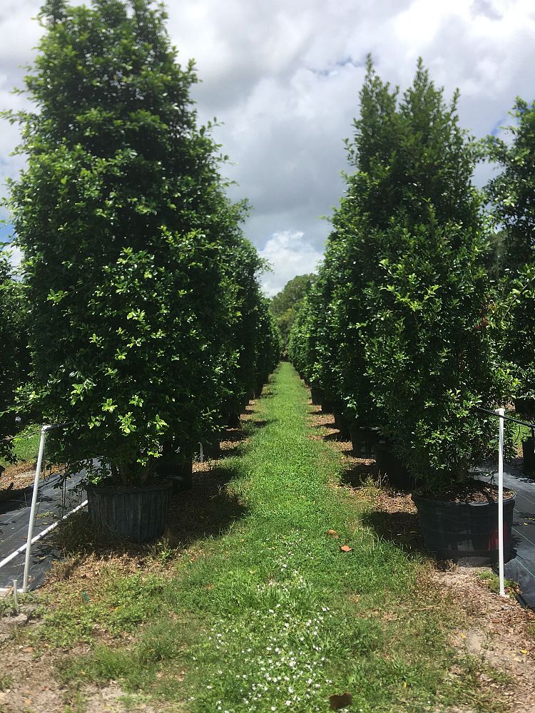 ficus-microcarpa-ficus-nitida-indian-cuban-laurel