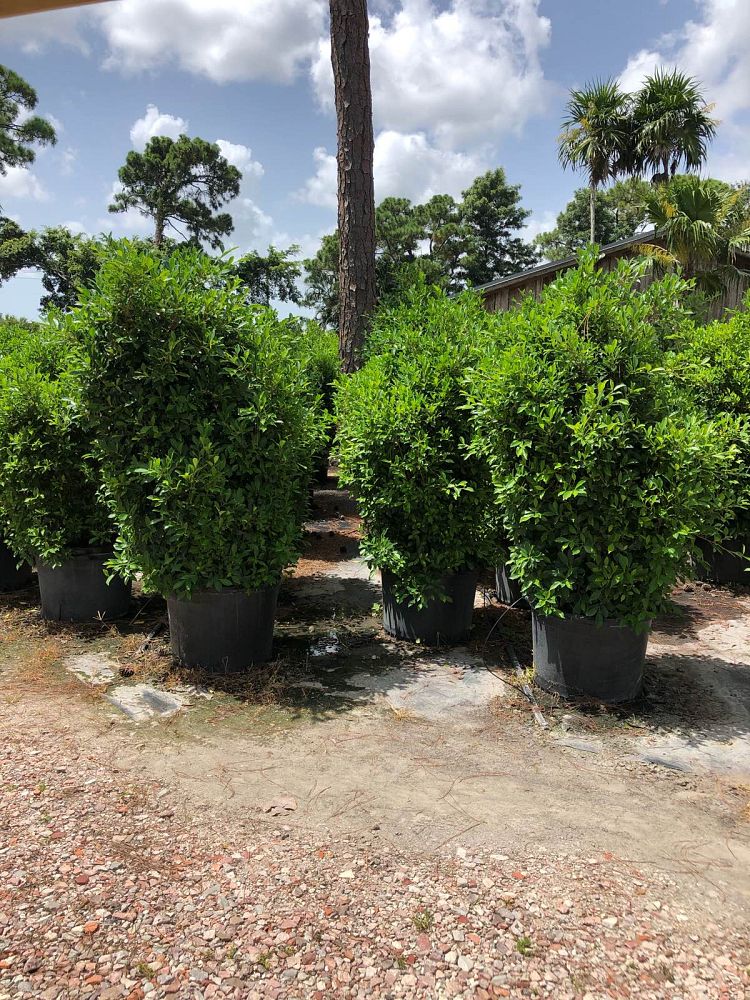 ficus-microcarpa-ficus-nitida-indian-cuban-laurel
