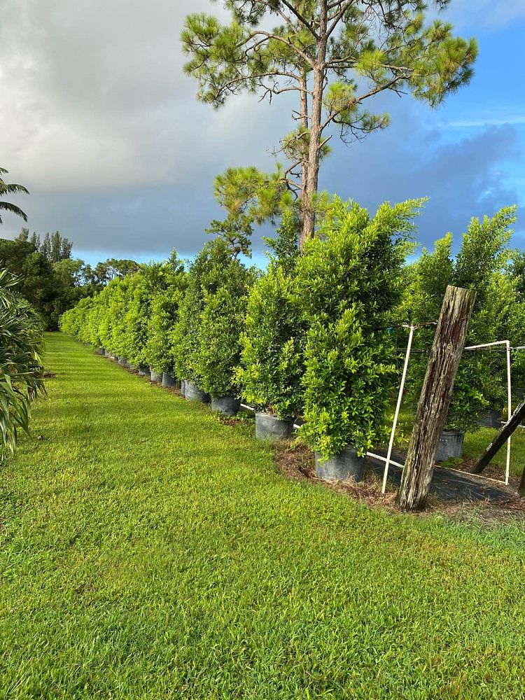 ficus-microcarpa-ficus-nitida-indian-cuban-laurel