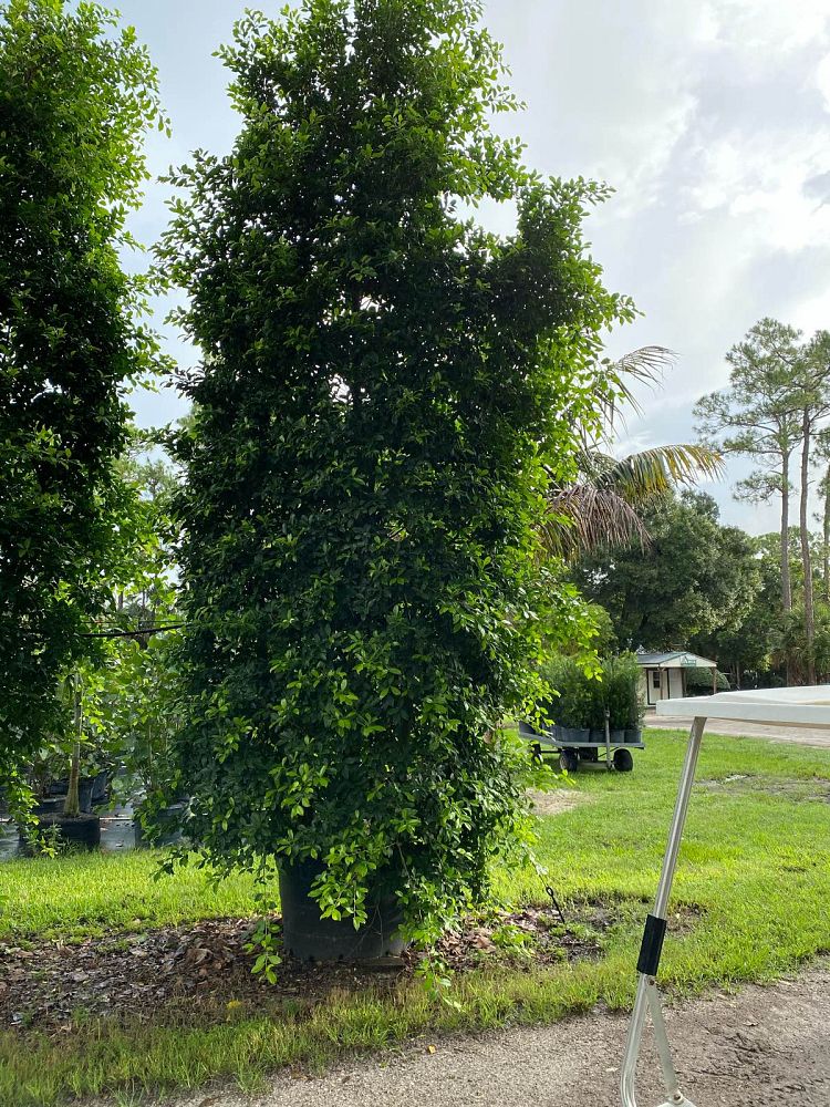 ficus-microcarpa-ficus-nitida-indian-cuban-laurel