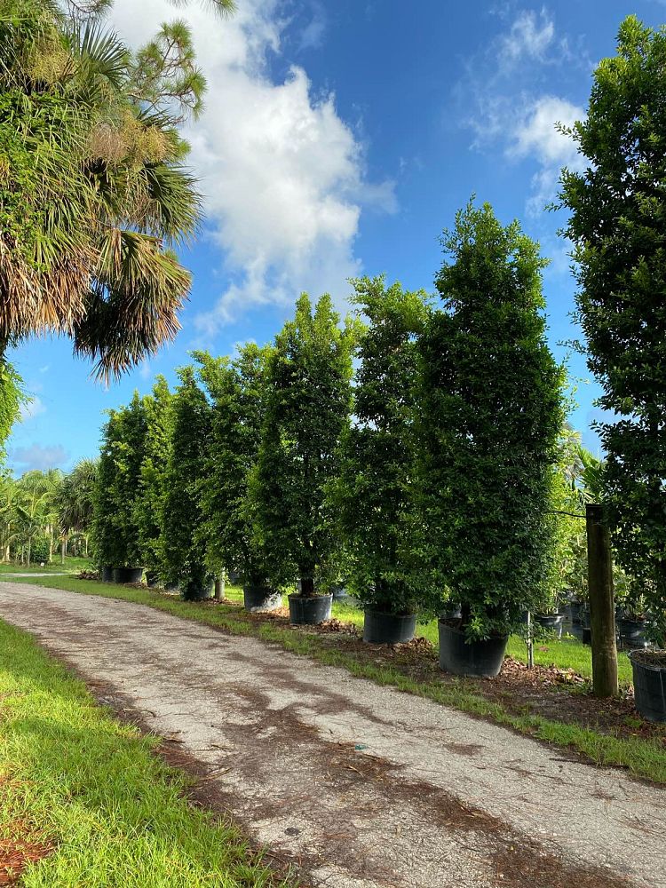 ficus-microcarpa-ficus-nitida-indian-cuban-laurel