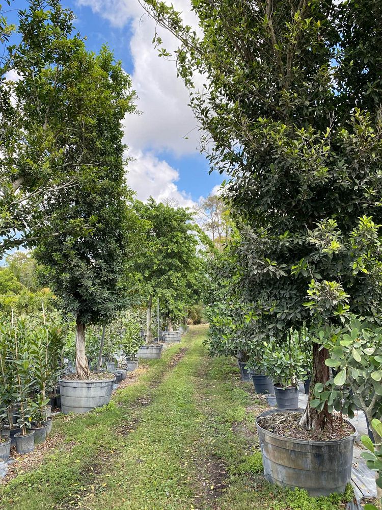ficus-microcarpa-ficus-nitida-indian-cuban-laurel