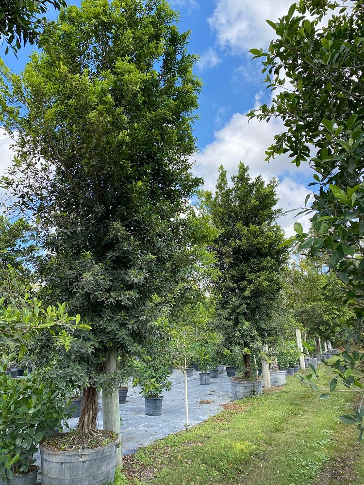 ficus-microcarpa-ficus-nitida-indian-cuban-laurel