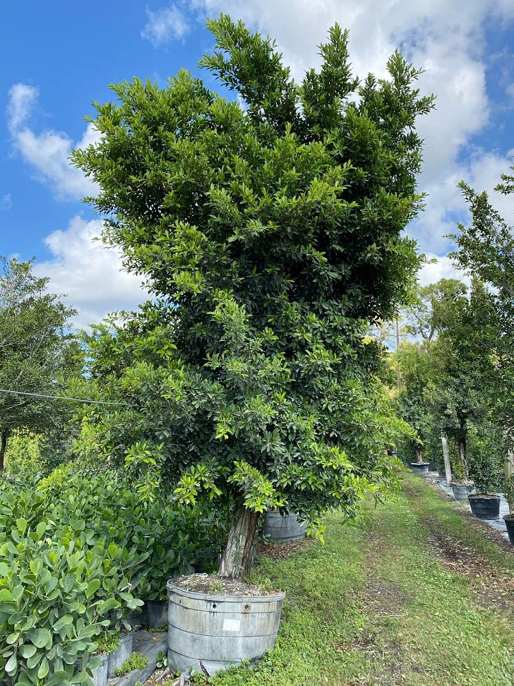 ficus-microcarpa-ficus-nitida-indian-cuban-laurel