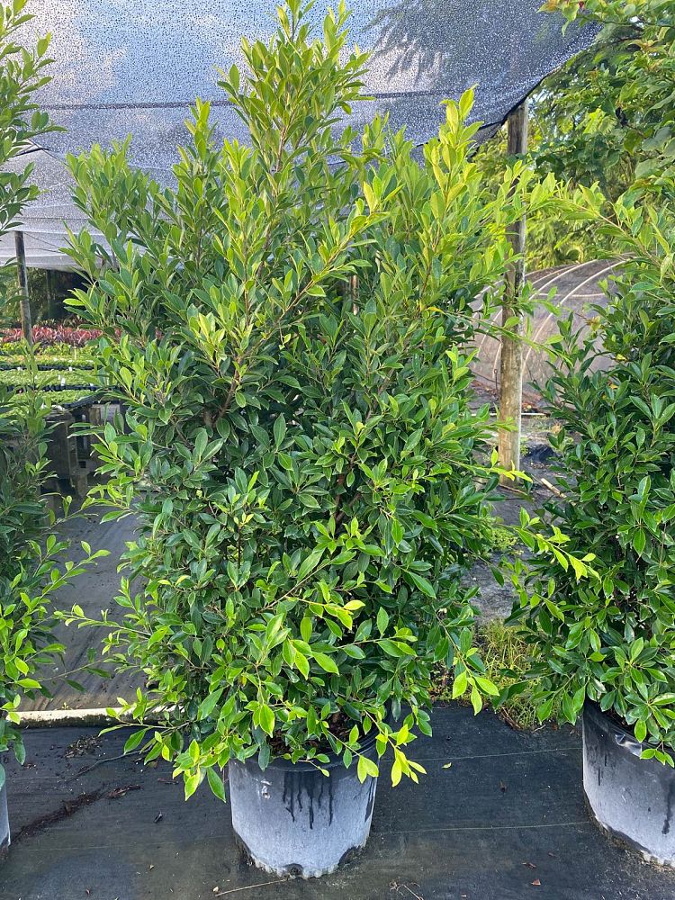 ficus-microcarpa-ficus-nitida-indian-cuban-laurel