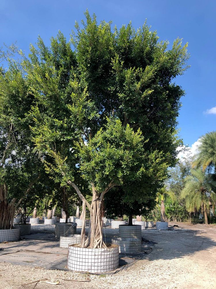 ficus-microcarpa-ficus-nitida-indian-cuban-laurel