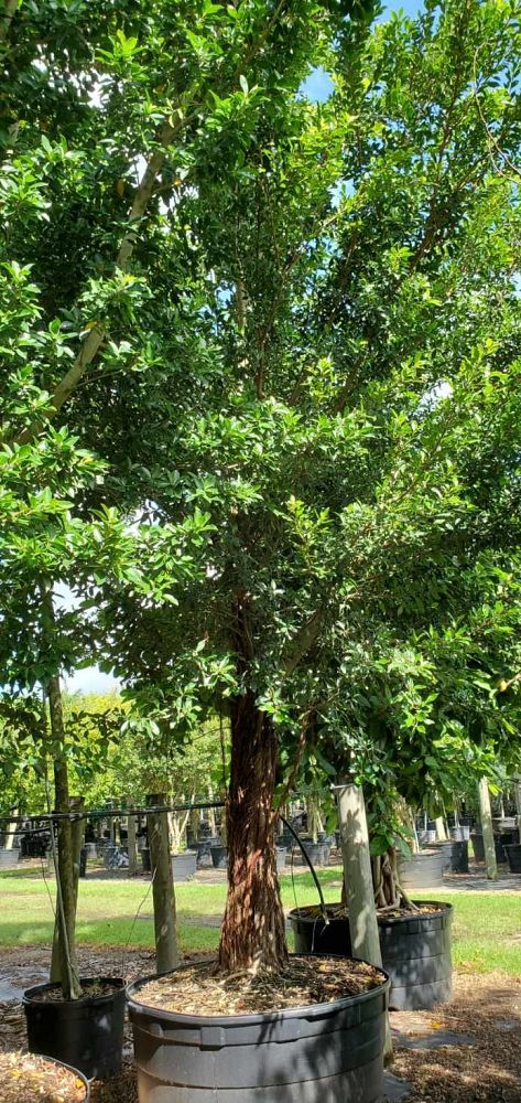 ficus-microcarpa-ficus-nitida-indian-cuban-laurel