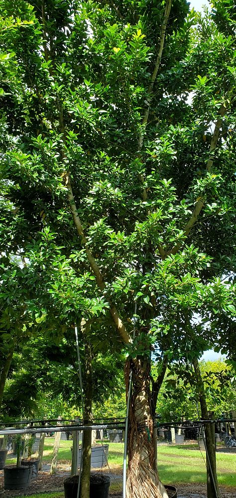 ficus-microcarpa-ficus-nitida-indian-cuban-laurel
