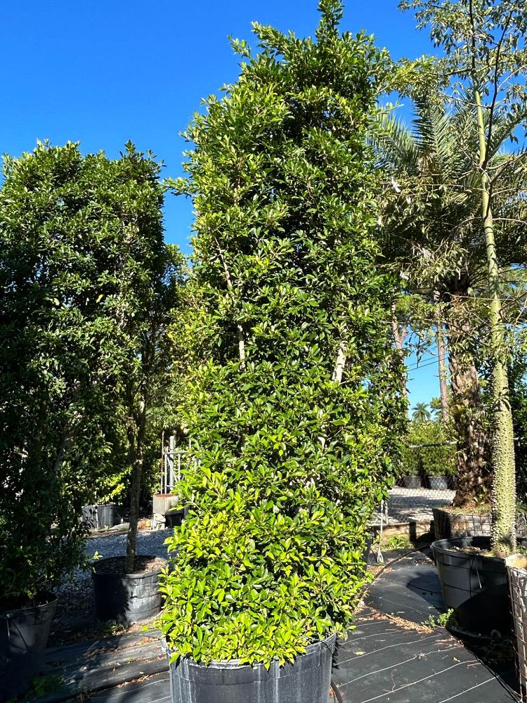 ficus-microcarpa-ficus-nitida-indian-cuban-laurel