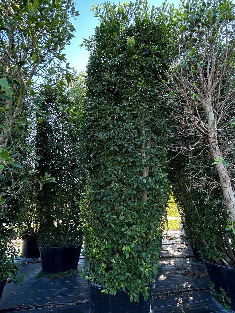 ficus-microcarpa-ficus-nitida-indian-cuban-laurel