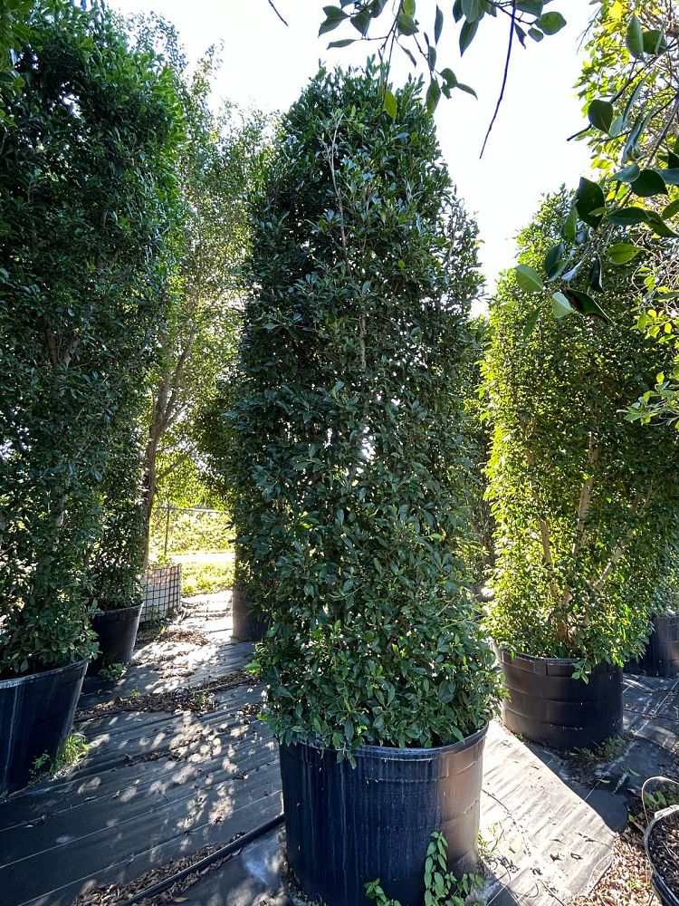 ficus-microcarpa-ficus-nitida-indian-cuban-laurel