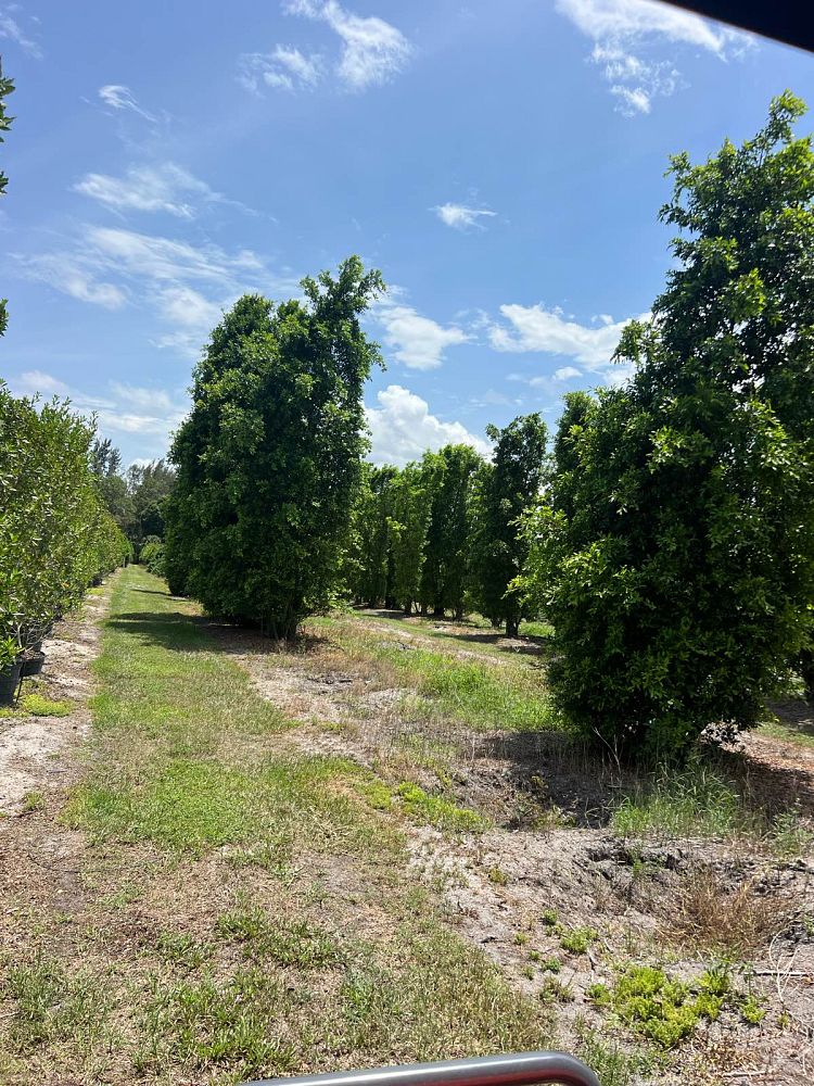 ficus-microcarpa-ficus-nitida-indian-cuban-laurel