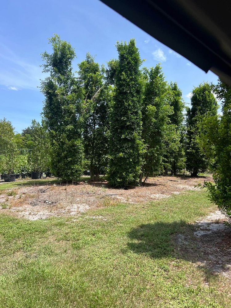ficus-microcarpa-ficus-nitida-indian-cuban-laurel