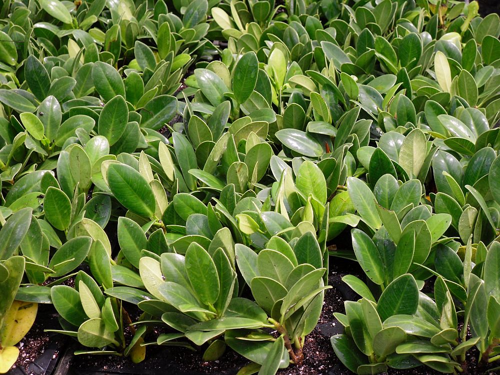 Liner Growers Nursery