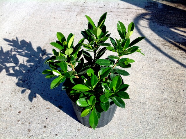 ficus-microcarpa-green-island-ficus-green-island