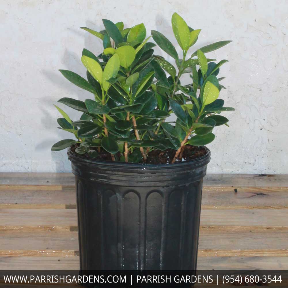 ficus-microcarpa-green-island-ficus-green-island
