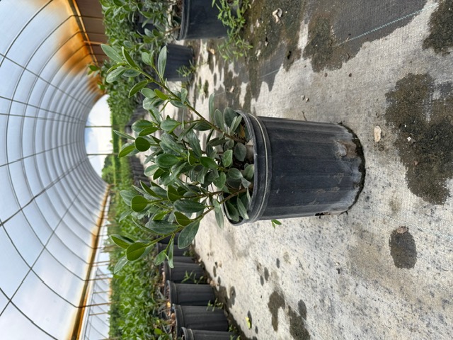 ficus-microcarpa-green-island-ficus-green-island