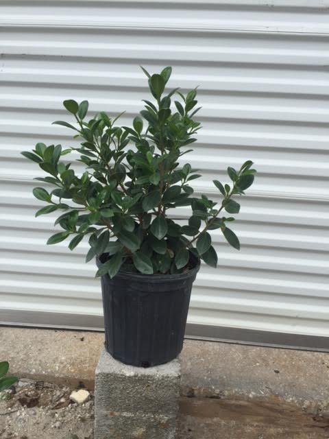 ficus-microcarpa-green-island-ficus-green-island