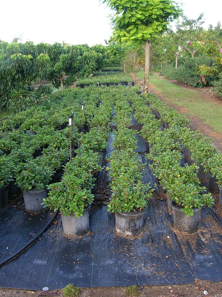 ficus-microcarpa-green-island-ficus-green-island