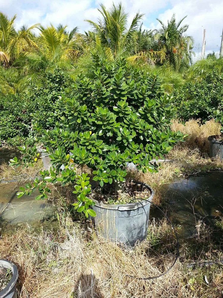 ficus-microcarpa-green-island-ficus-green-island
