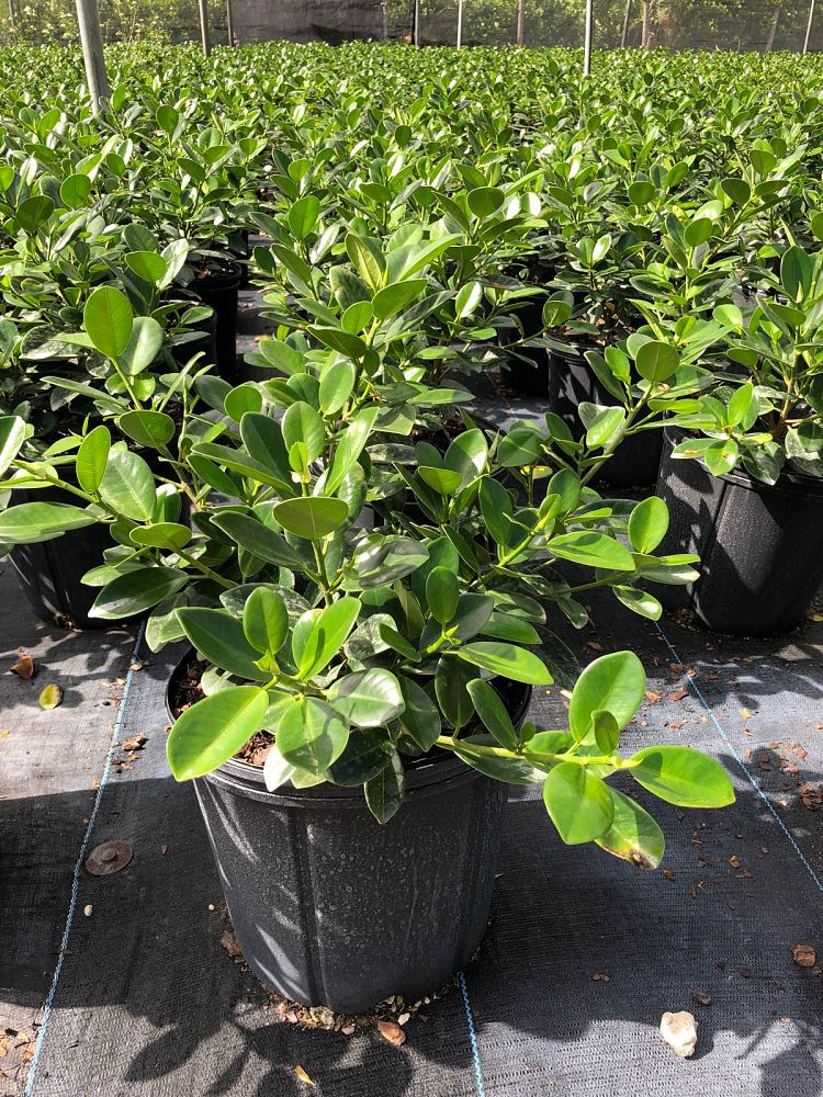ficus-microcarpa-green-island-ficus-green-island