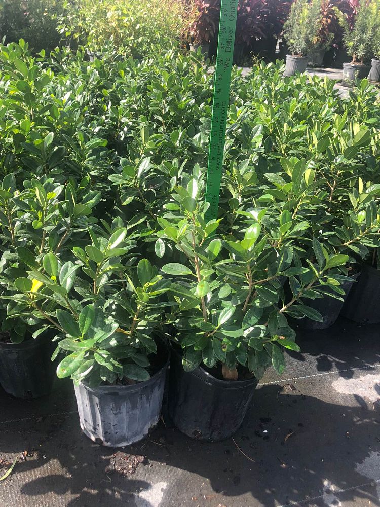 ficus-microcarpa-green-island-ficus-green-island