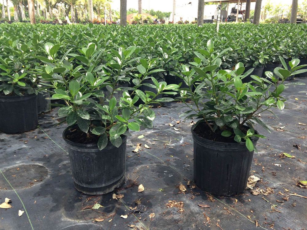 ficus-microcarpa-green-island-ficus-green-island