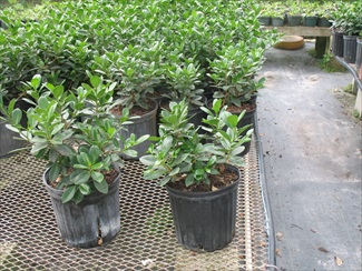 ficus-microcarpa-green-island-ficus-green-island