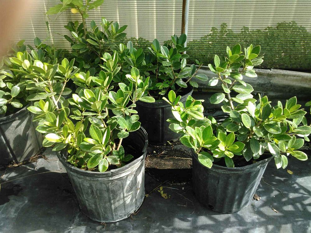 ficus-microcarpa-green-island-ficus-green-island