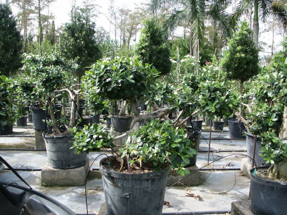ficus-microcarpa-green-island-ficus-green-island