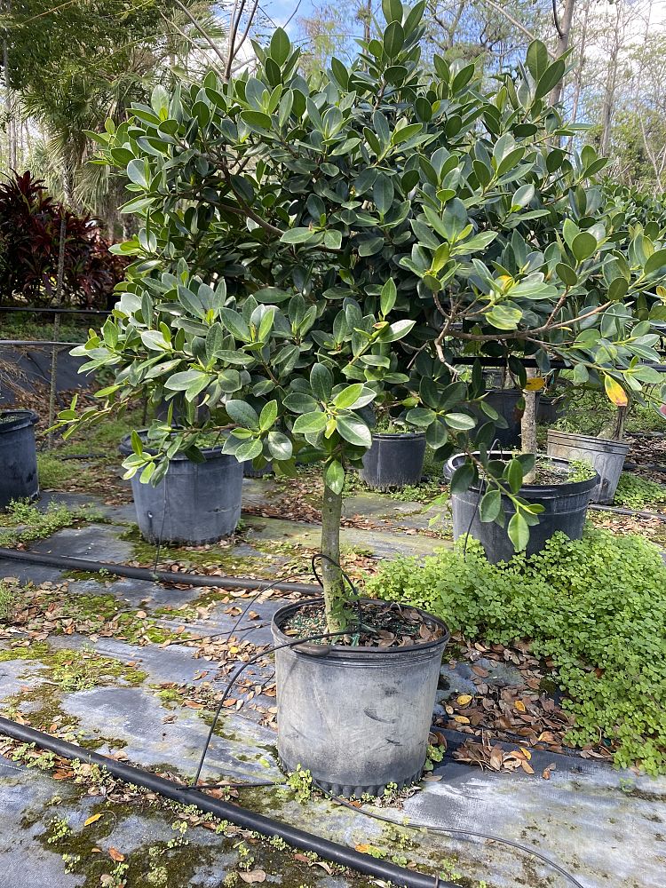ficus-microcarpa-green-island-ficus-green-island