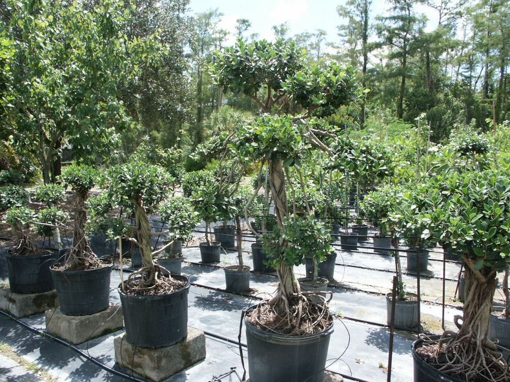 ficus-microcarpa-green-island-ficus-green-island
