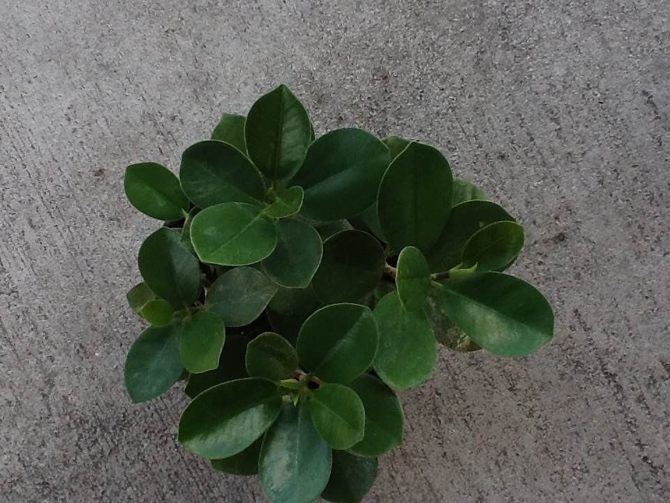 ficus-microcarpa-green-island-ficus-green-island