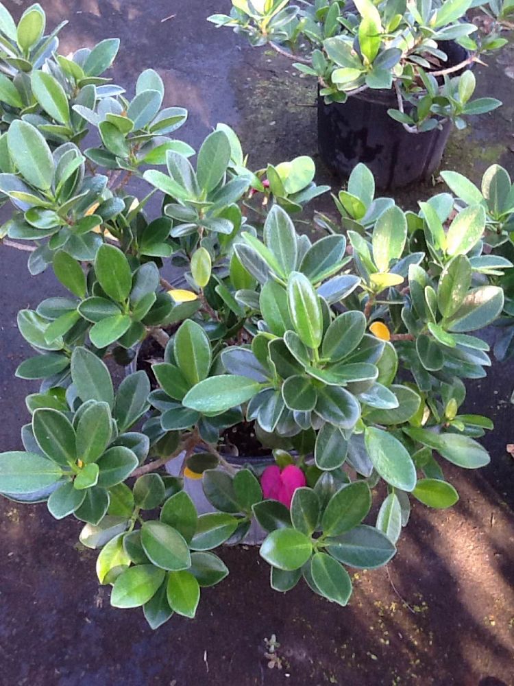 ficus-microcarpa-green-island-ficus-green-island