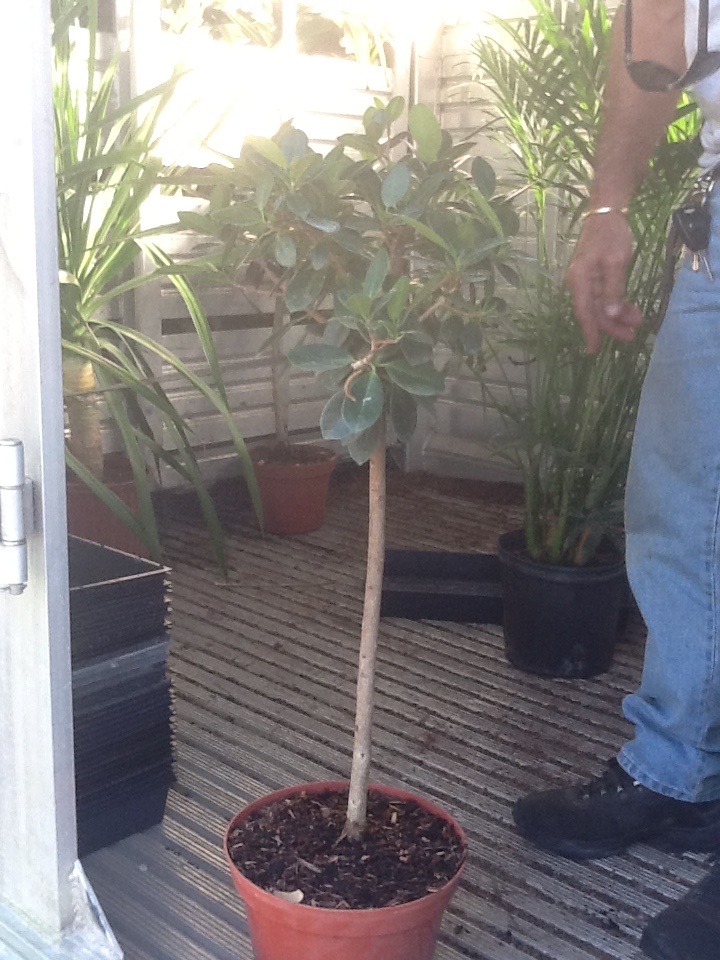 ficus-microcarpa-green-island-ficus-green-island
