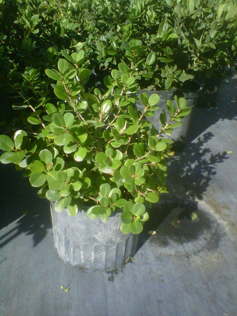 ficus-microcarpa-green-island-ficus-green-island