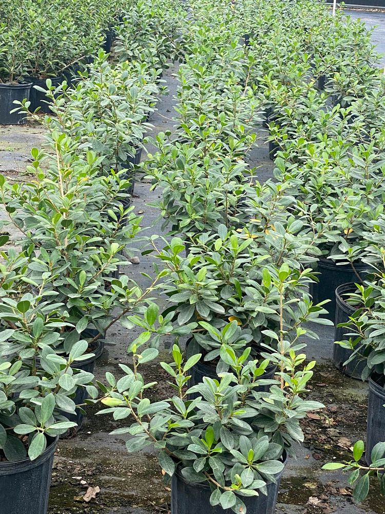 ficus-microcarpa-green-island-ficus-green-island
