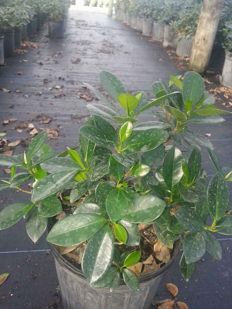 ficus-microcarpa-green-island-ficus-green-island