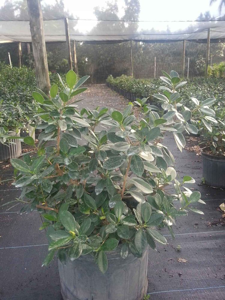 ficus-microcarpa-green-island-ficus-green-island