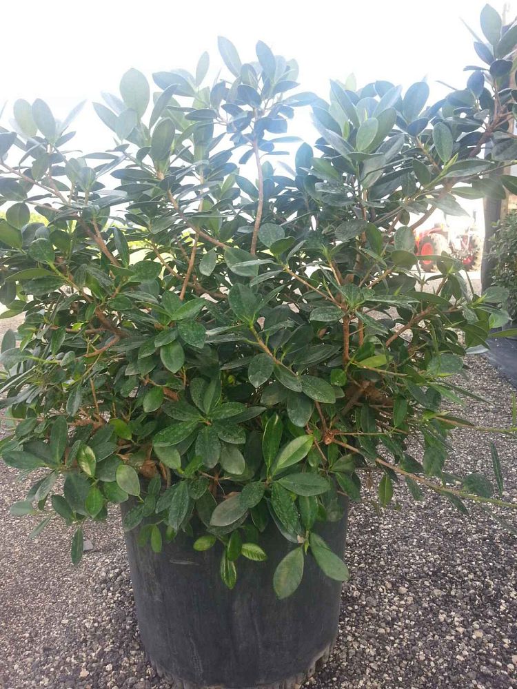 ficus-microcarpa-green-island-ficus-green-island