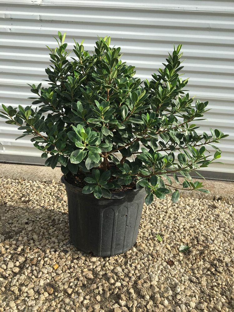 ficus-microcarpa-green-island-ficus-green-island