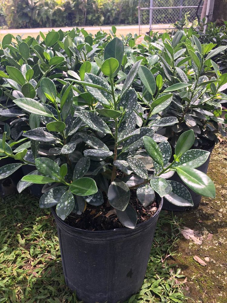 ficus-microcarpa-green-island-ficus-green-island